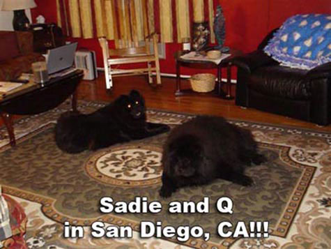 Sadie and Q in their new home!